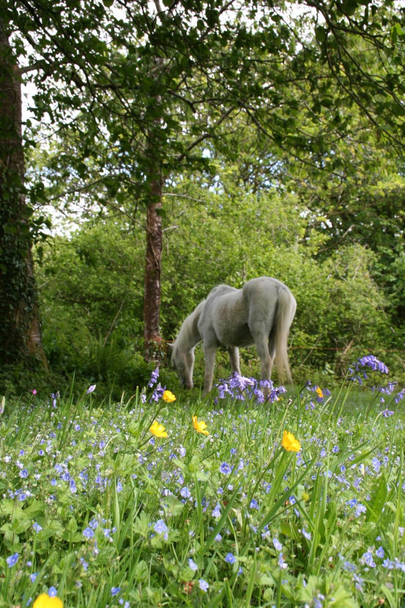 Great Trethew Manor Hotel & Self Catering Lodges Liskeard Eksteriør billede